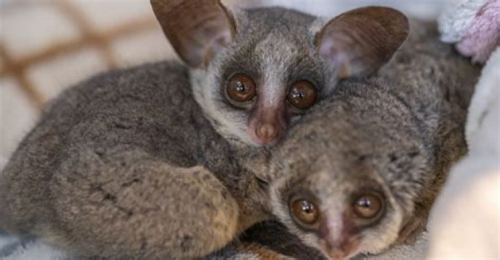 Are bush babies legal in California?