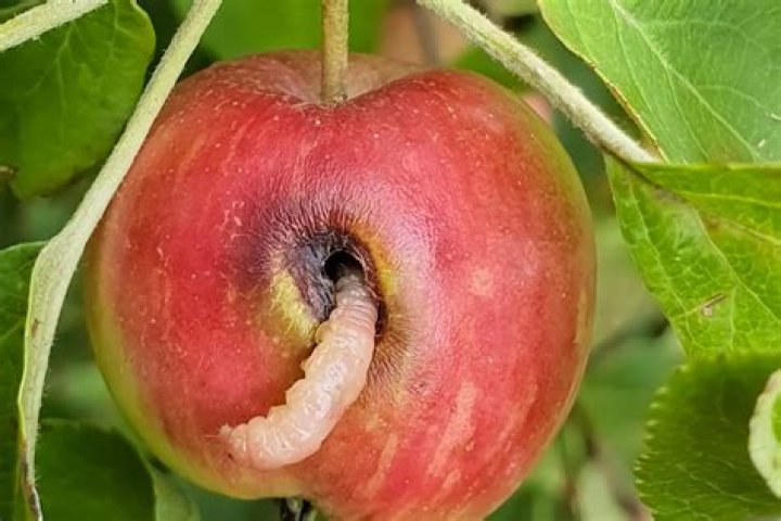 Are rotten apples poisonous?