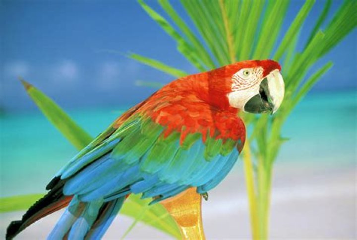 Are there parrots in Hawaii?