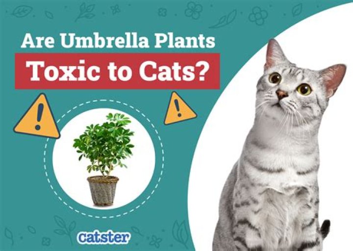 Are umbrella plants toxic to cats?