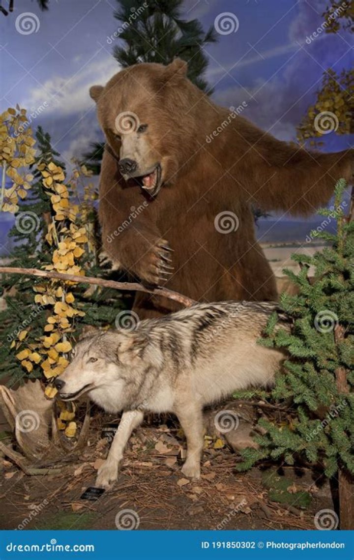 Can a bear eat a coyote?