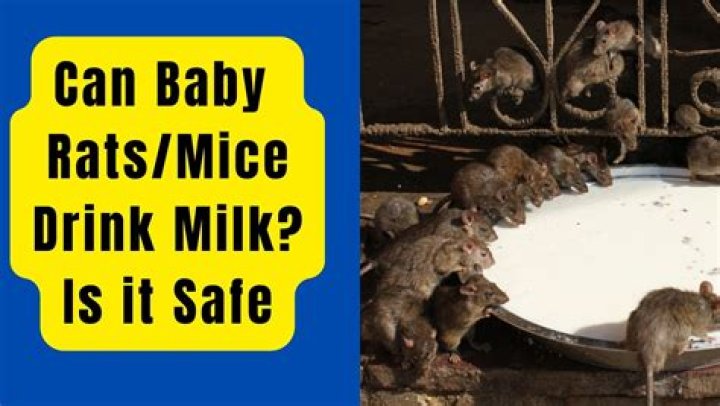 Can baby mice drink regular milk?