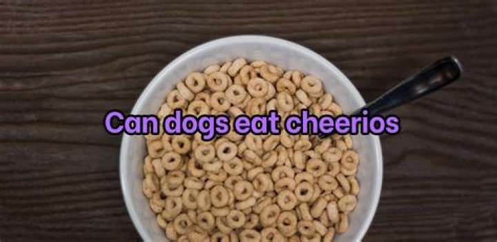 Can dogs have Cheerios as a treat?