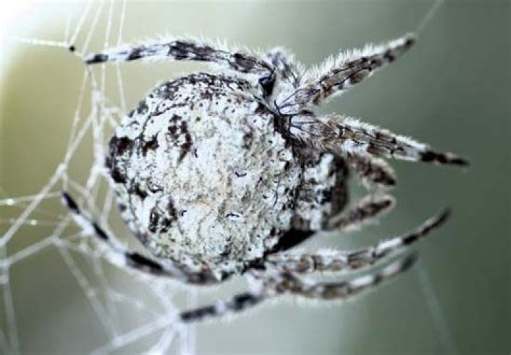 Can spiders bark?