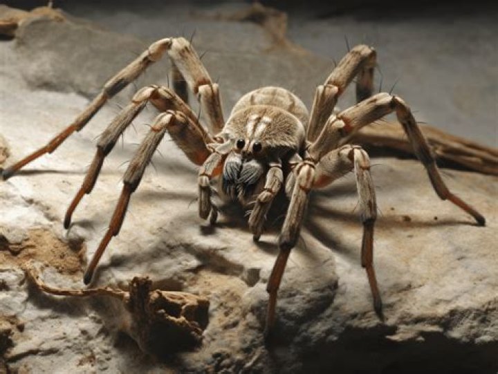 Can you defang a tarantula?