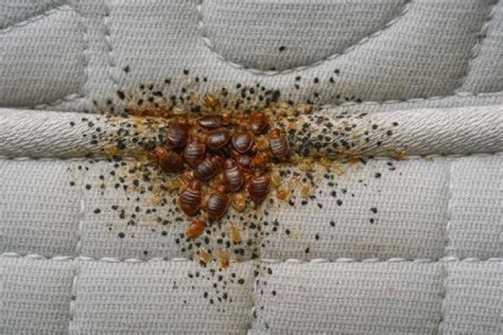 Can you get bed bugs from laundry machines?