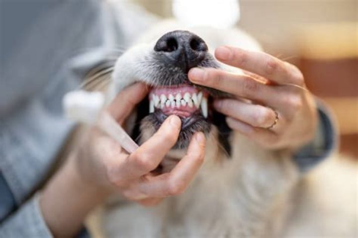 Do dogs show their teeth when playing?