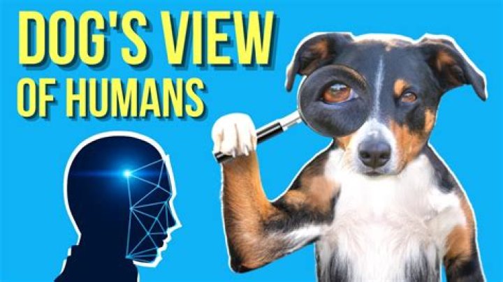 Do dogs think humans are dogs?
