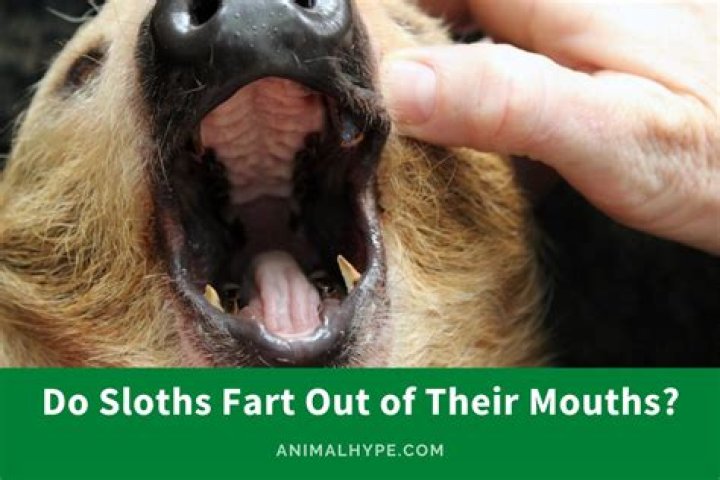 Do sloths fart out of their mouths?