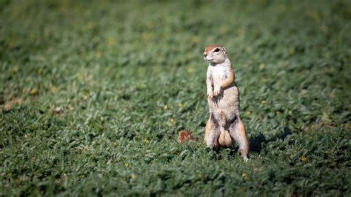 Do squirrels bite each others balls?