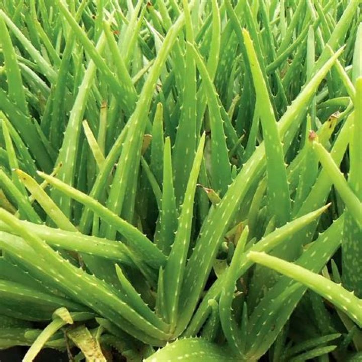 Does aloe vera kill scabies?
