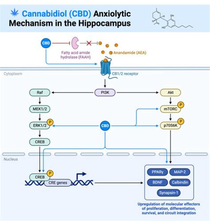 Does CBD make ADHD worse?