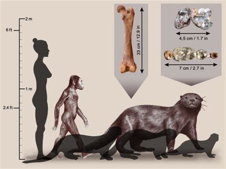 Has an otter ever killed a human?