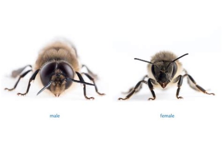 How can you tell if a bee is a male or female?