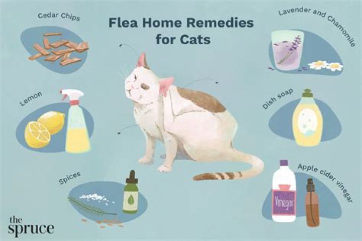 How do you get rid of cat fleas in the house?