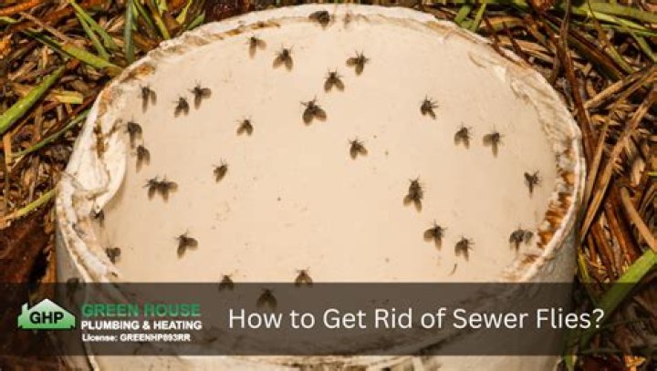 How do you get rid of sewer rats?