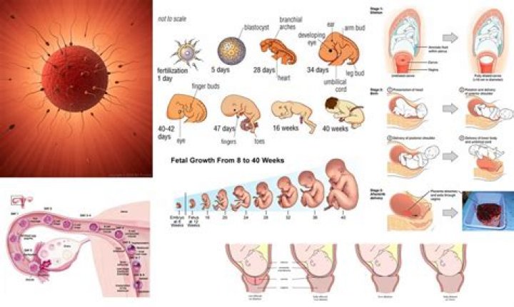 How does a baby form from sperm?