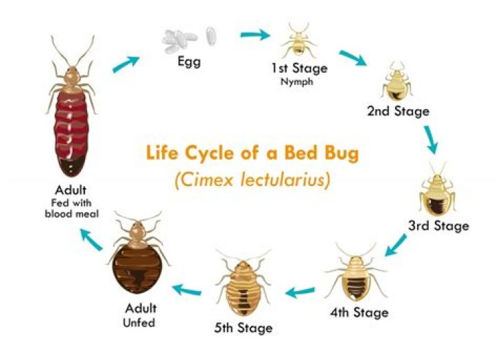 How long can bed bugs live without a human host?