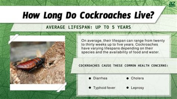 How long do cockroaches live in a house?
