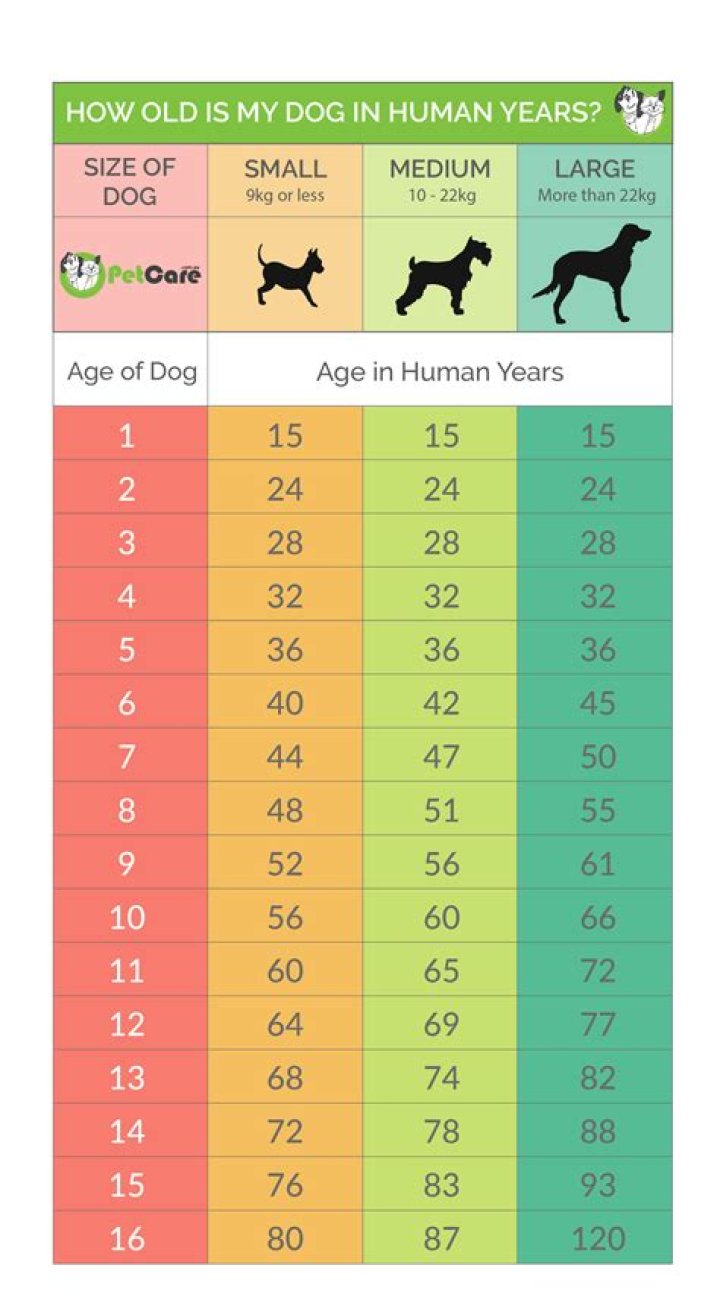 How old is a 21 year old dog in human?