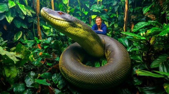 How strong is anaconda?