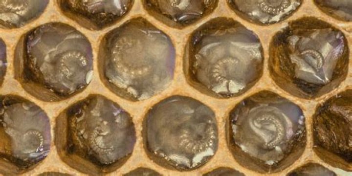 Is beeswax toxic to humans?