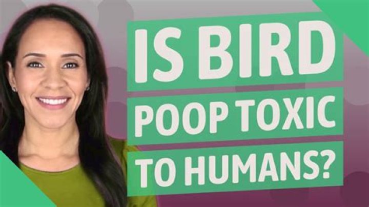 Is bird poop toxic to dogs?