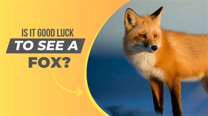 Is it good luck to see a fox?