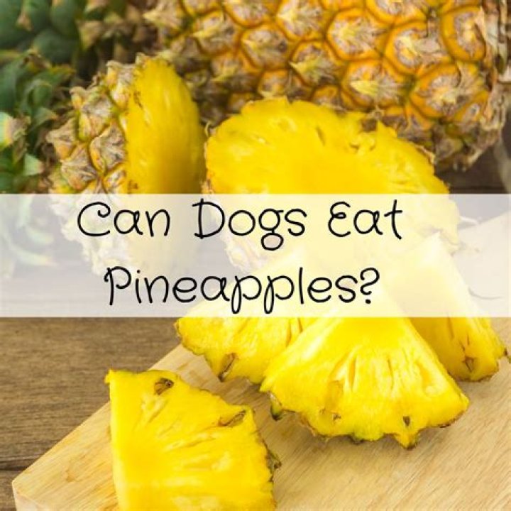 Is pineapple good for dogs to eat?