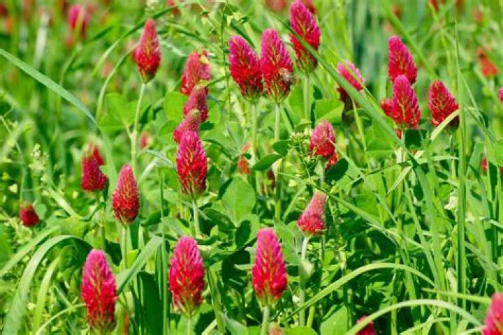 Is red clover better than white clover?
