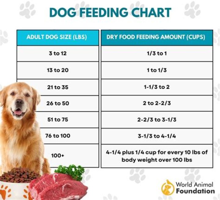 Should I eat before my dog?