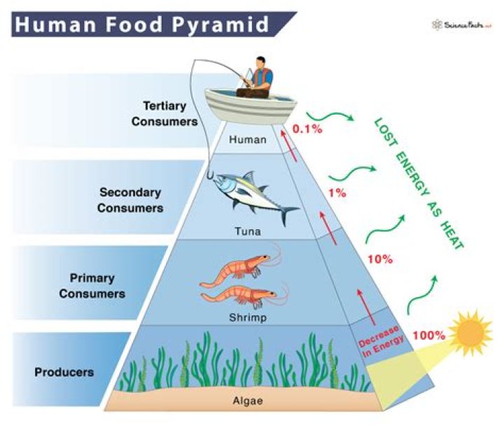 What are humans designed to eat?