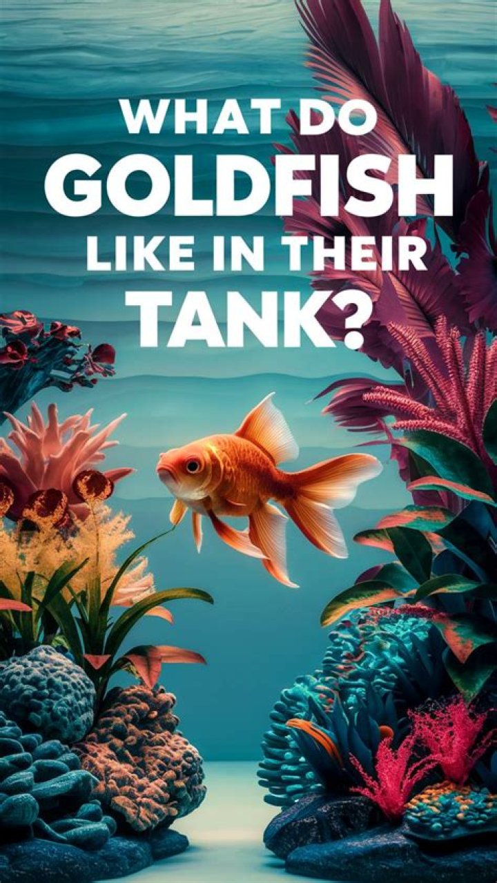 What do goldfish like in their tank?
