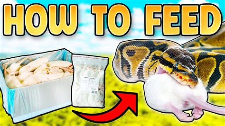 What do you feed a pet rat a day?