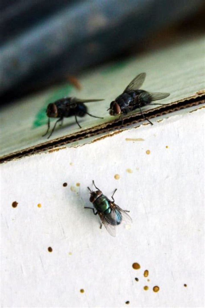What does fly poop look like?