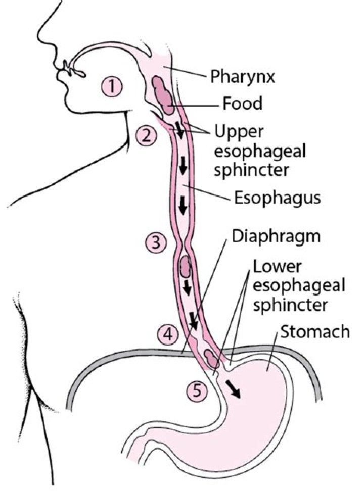 What drinks help heal the esophagus?