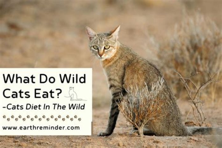 What eats a feral cat?