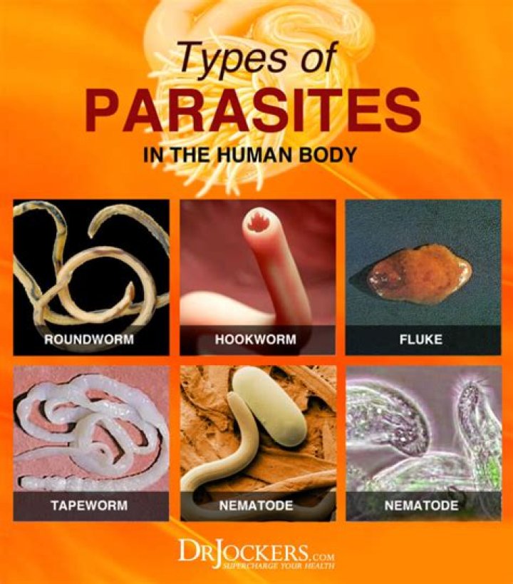 What is the most common parasitic infection?