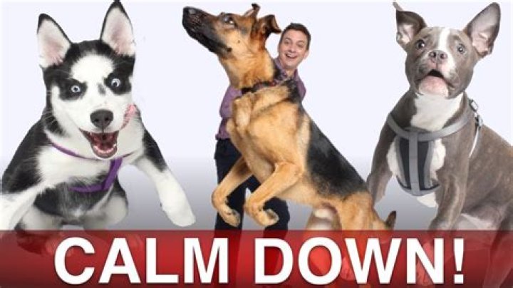 What medicine calms dogs down?