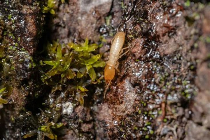 What naturally keeps termites away?