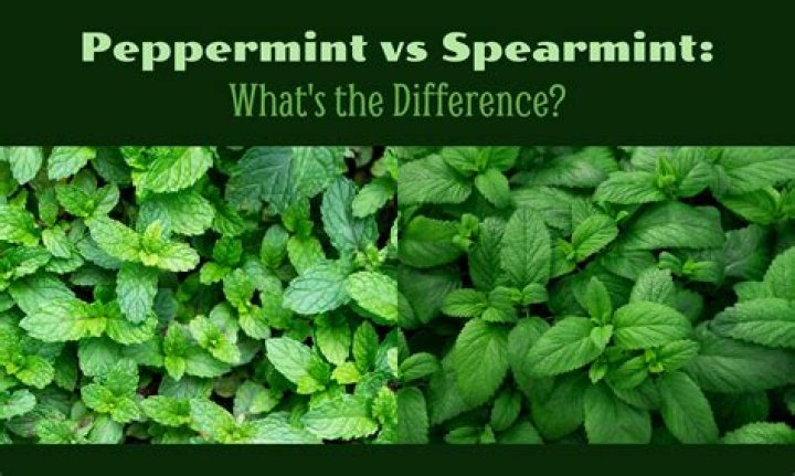 Who is Peppermint Patty in love with?