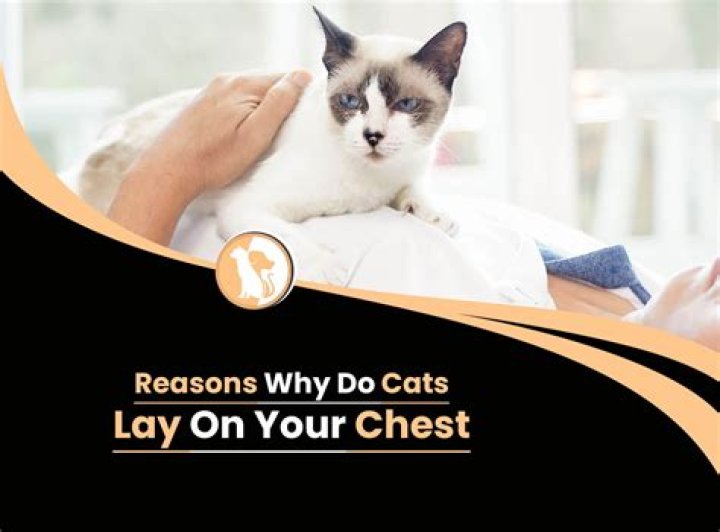 Why do cats lay on your stomach or chest?