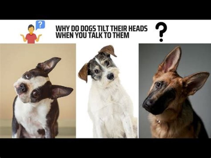 Why do dogs tilt their heads when you speak to them?