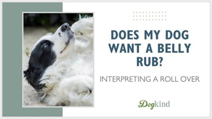 Why do dogs want their belly rubbed?