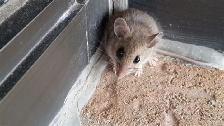 Why do mice squeak?